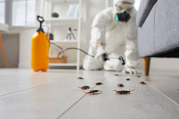 Commercial Rodent Management in Goleta